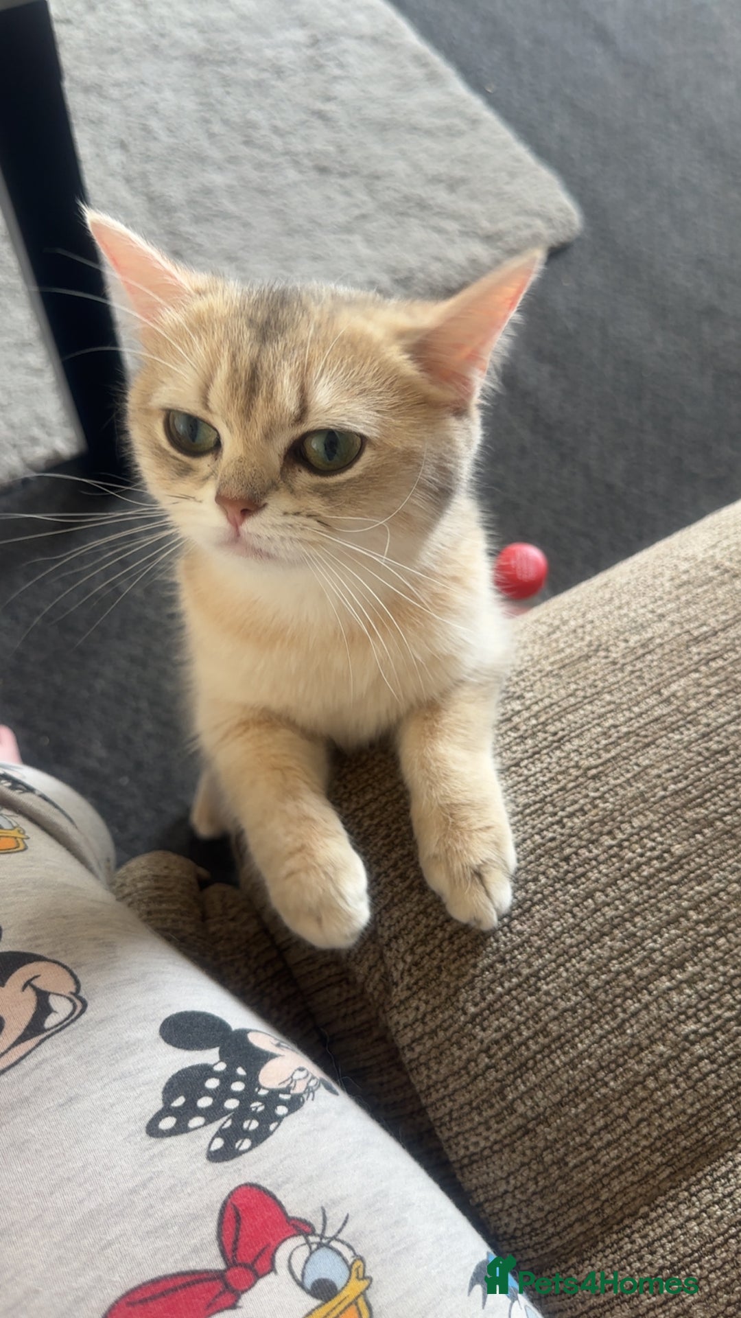 British Shorthair cats for sale: Female British shorthair  - Image 3
