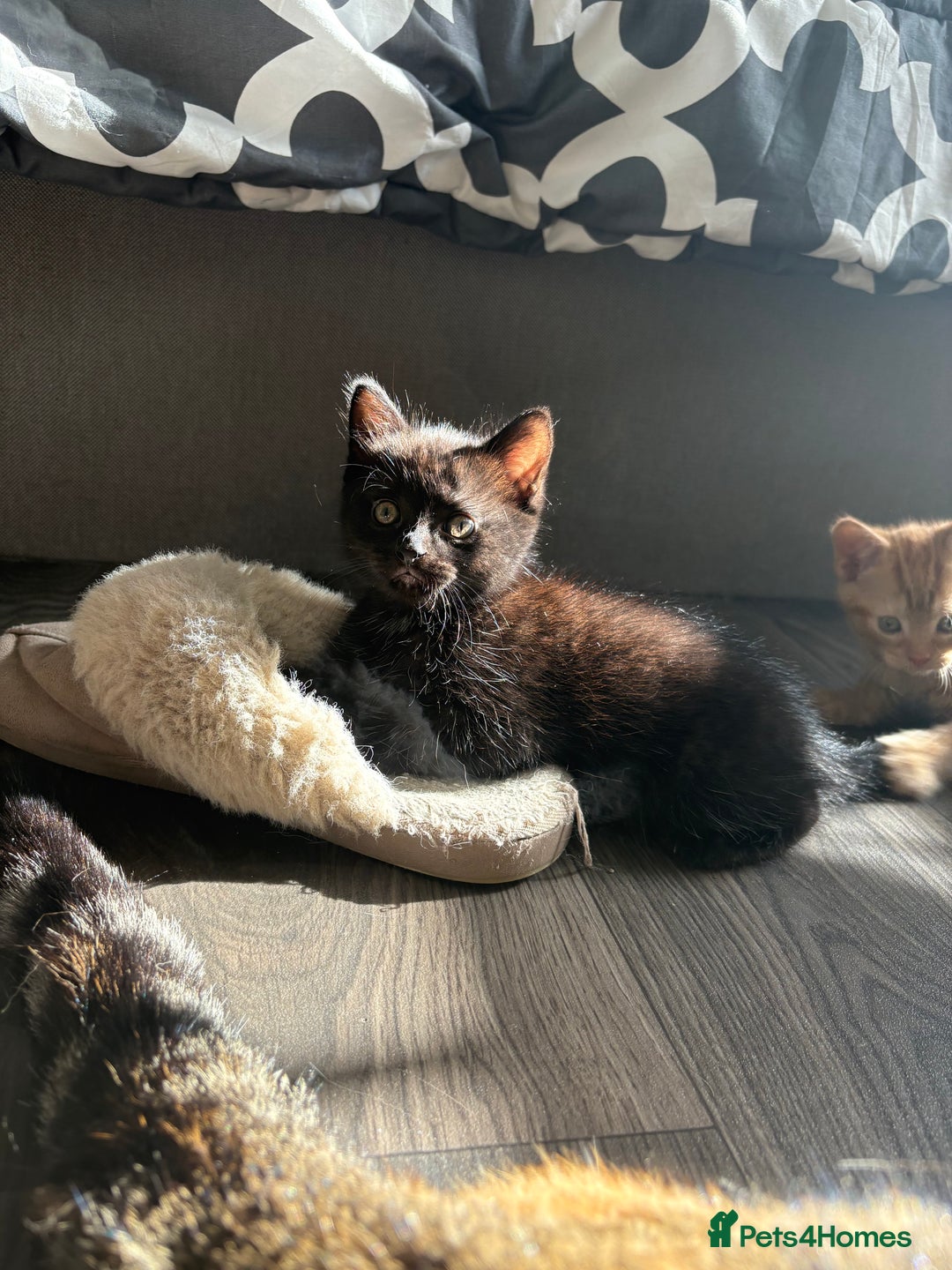 Mixed Breed cats for sale: Adorable kittens 🐈‍⬛ for sale. - Image 8