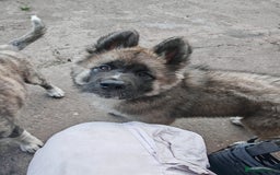 Mixed Breed dogs for sale: Akita  puppies for sale  - Image 29