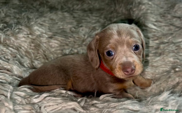 Dachshund dogs - Advert 4