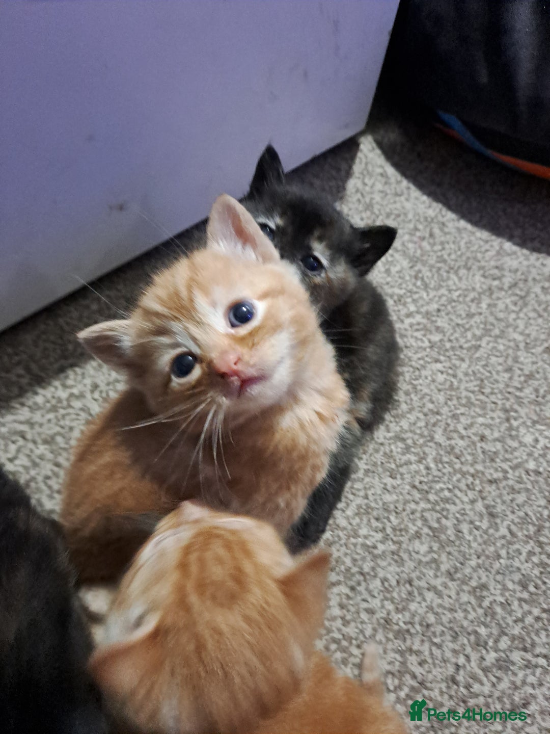 Ragdoll cats for sale: 5 female kittens for sale  - Advert 10