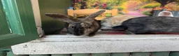 Mixed Breed rabbits for sale: Rabbits for sale - Advert 10