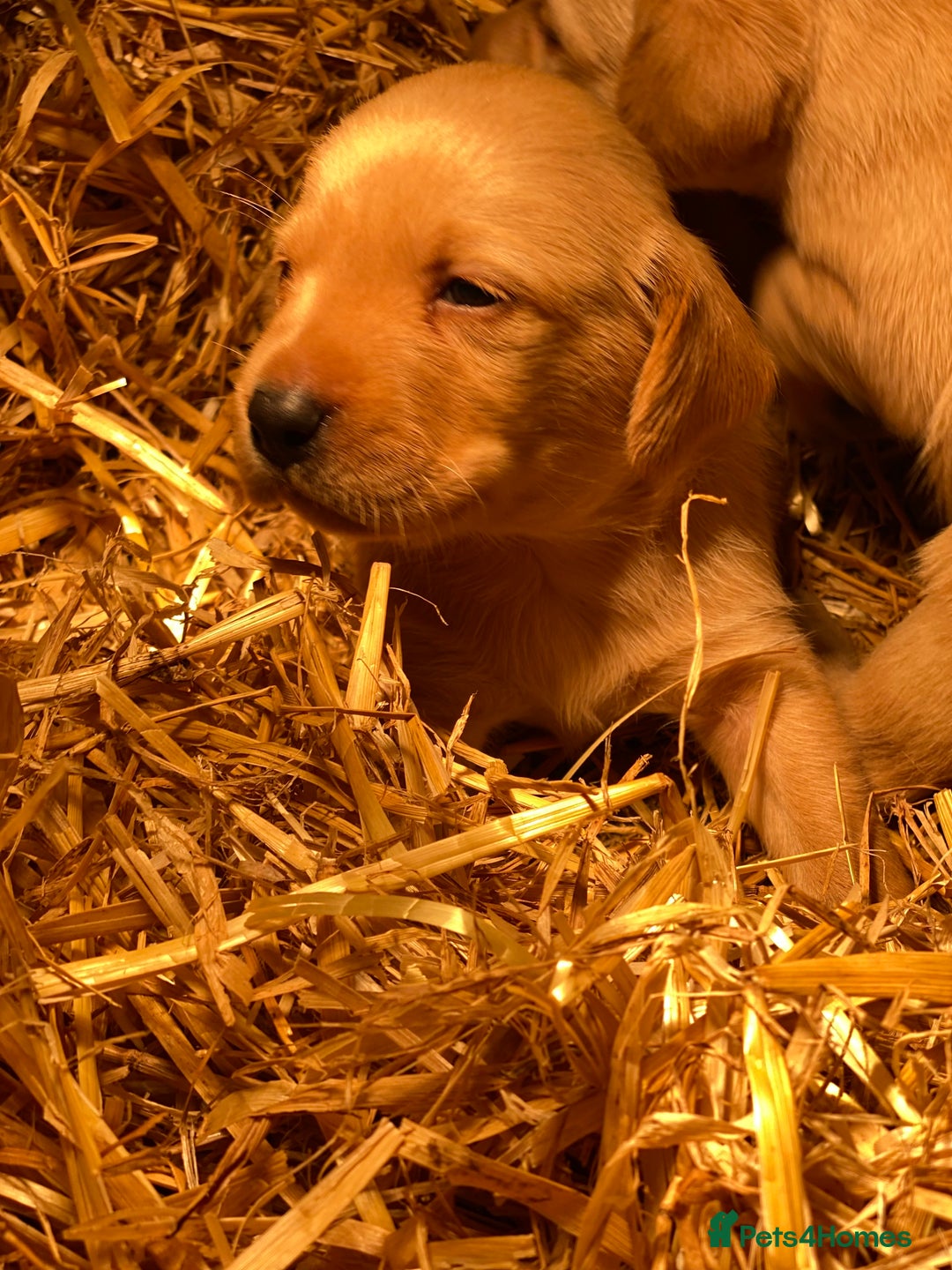 Labrador Retriever dogs for sale: Stunning ftch fox red puppies - Image 16