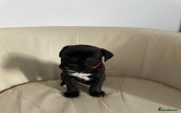 Mixed Breed dogs for sale: Cane Corso/boxer X Dogue de Bordeaux  - Image 10