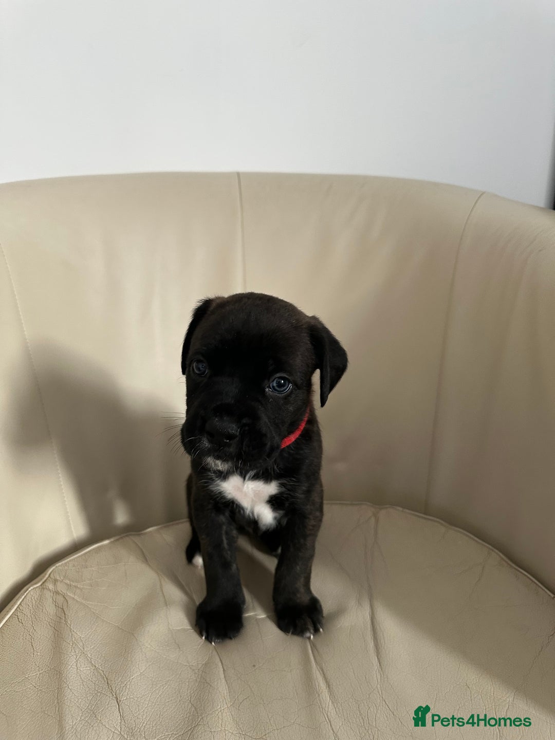 Mixed Breed dogs for sale: Cane Corso/boxer X Dogue de Bordeaux  - Image 10