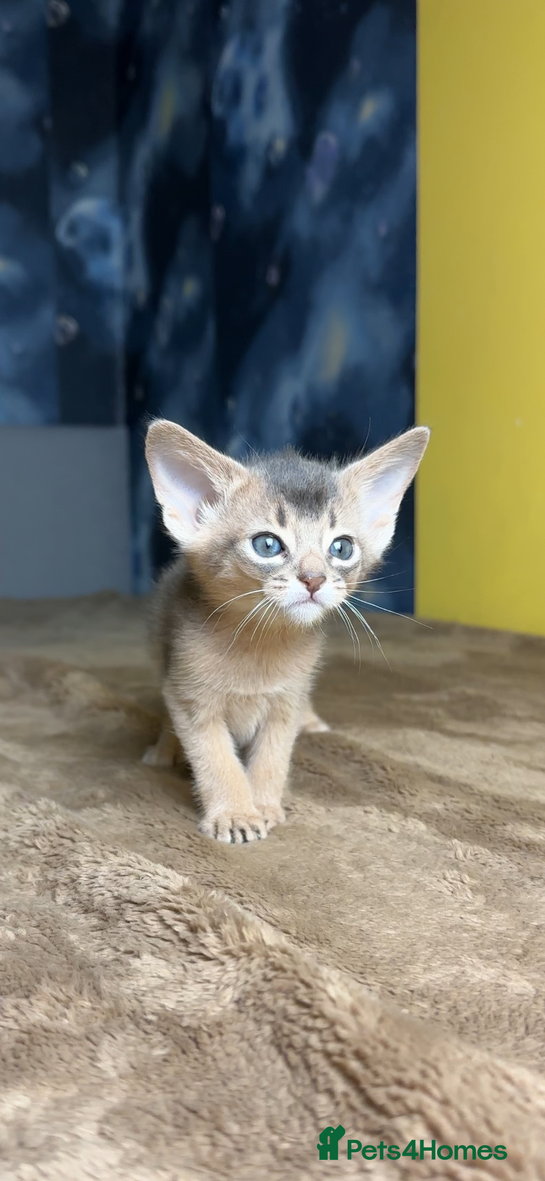 Abyssinian cats for sale: 💙 Two Blue Male Abyssinian Kittens Available 💙 - Advert 6