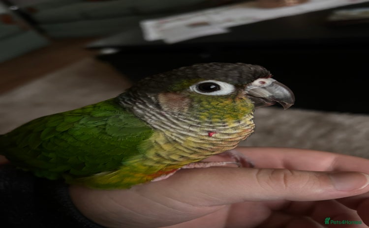 Conures birds - Advert 1