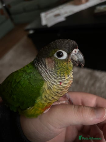 Conures birds - Advert 13