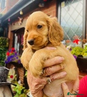 Cocker Spaniel dogs lyncham cocker spaniels - Advert 12