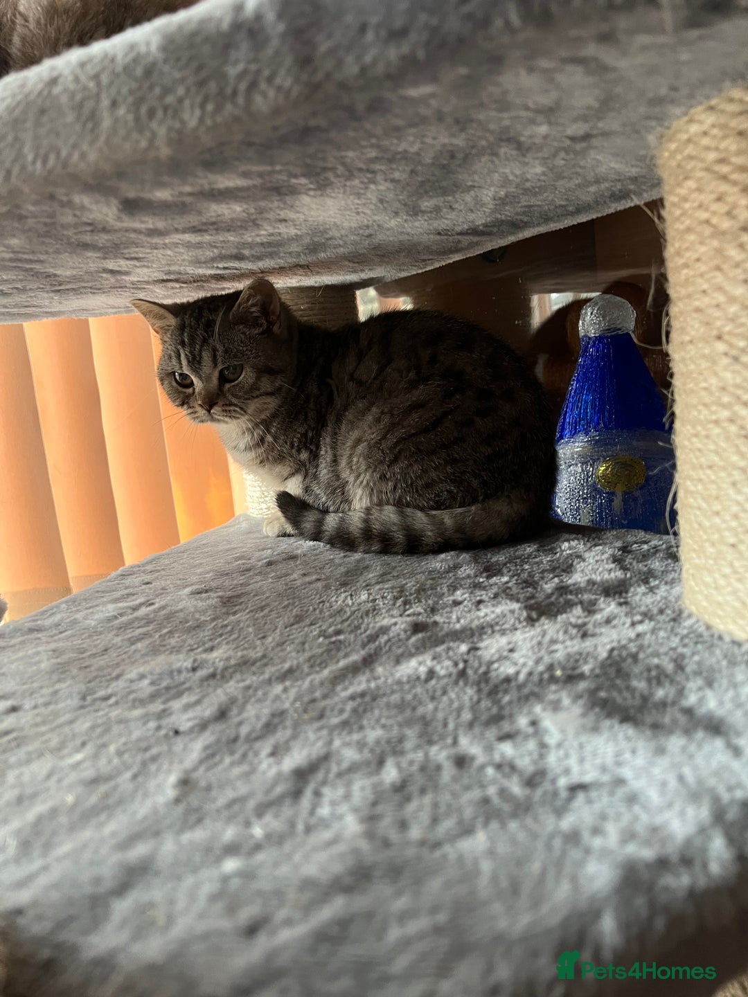 British Shorthair cats for sale: Silver Spotted British Shorthair  - Advert 4