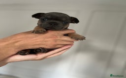 French Bulldog dogs for sale: KC Registered French Bulldogs  - Image 7