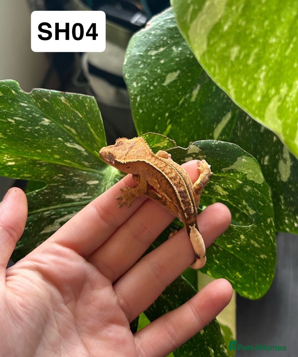 Gecko reptiles Baby Crested Geckos For Sale 🦎 - Advert 1