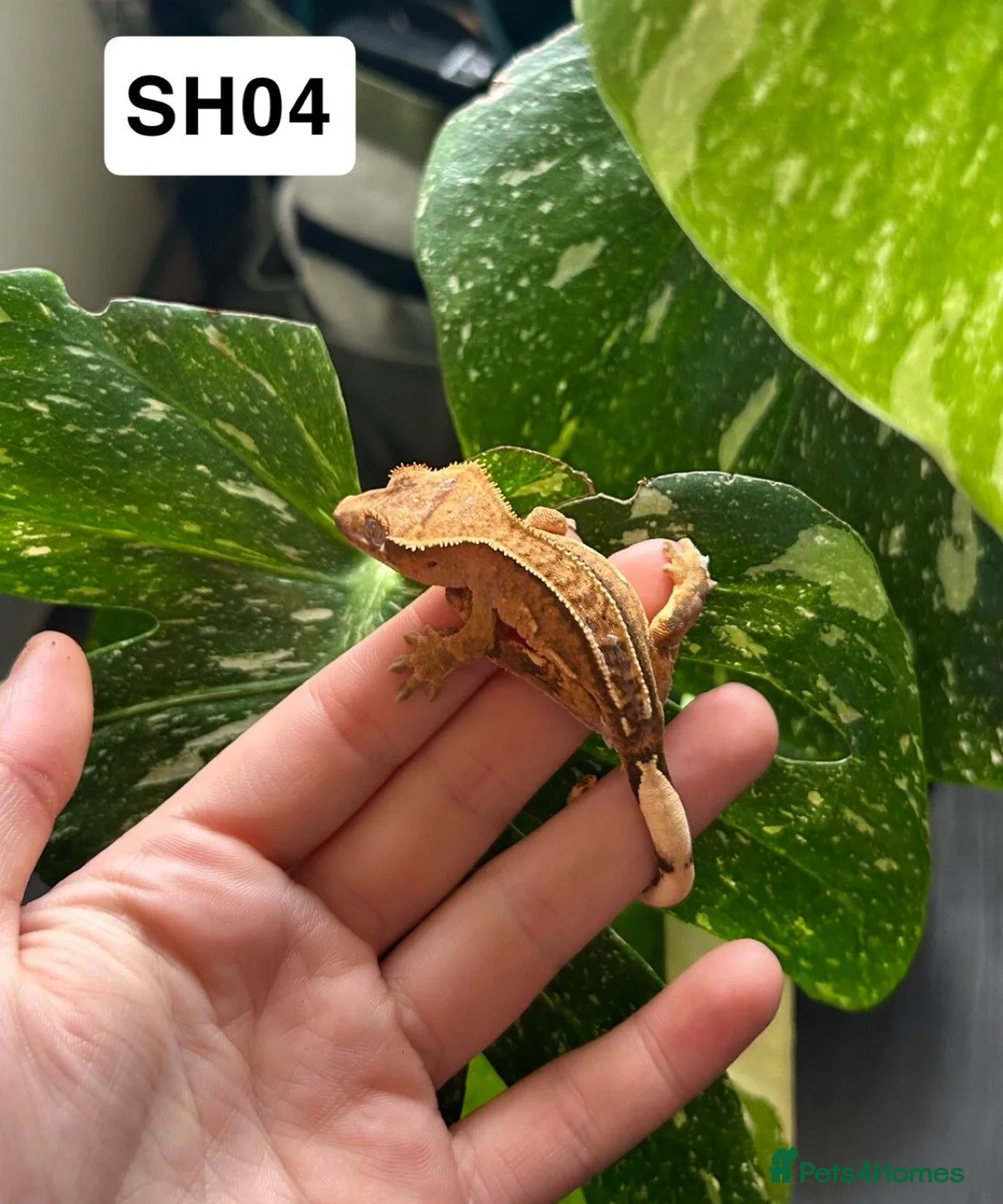 Gecko reptiles for sale: Baby Crested Geckos For Sale 🦎 - Advert 1
