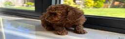 Toy Poodle dogs for sale: Gorgeous toy poodle x Asian toy poodle DNA tested - Advert 4
