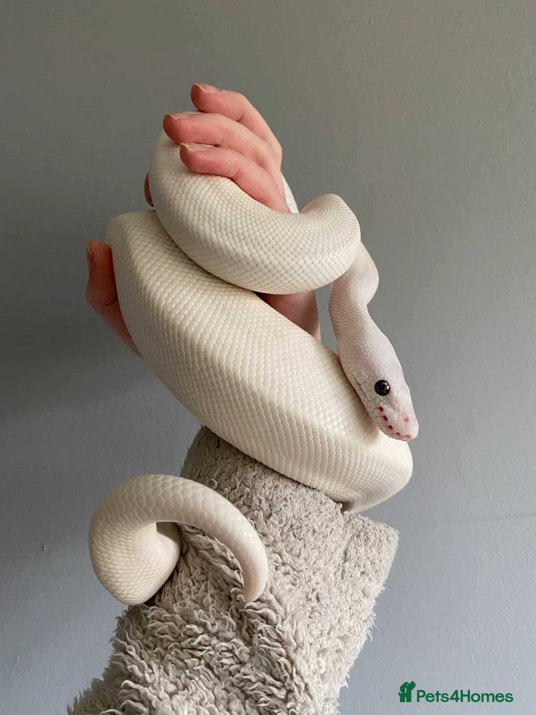 Python Snake reptiles for sale: Blue-eyed Leucistic Royal Python - Advert 1