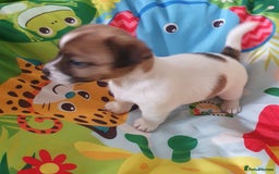 Jack Russell dogs for sale: Jack Russell puppies  - Image 14