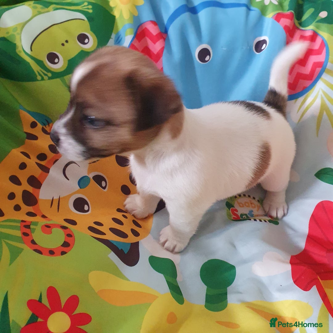 Jack Russell dogs for sale: Jack Russell puppies  - Image 14