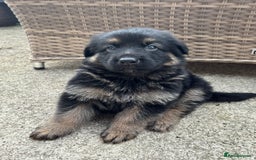 German Shepherd dogs for sale: Pure German Shepherd Puppies. - Image 7