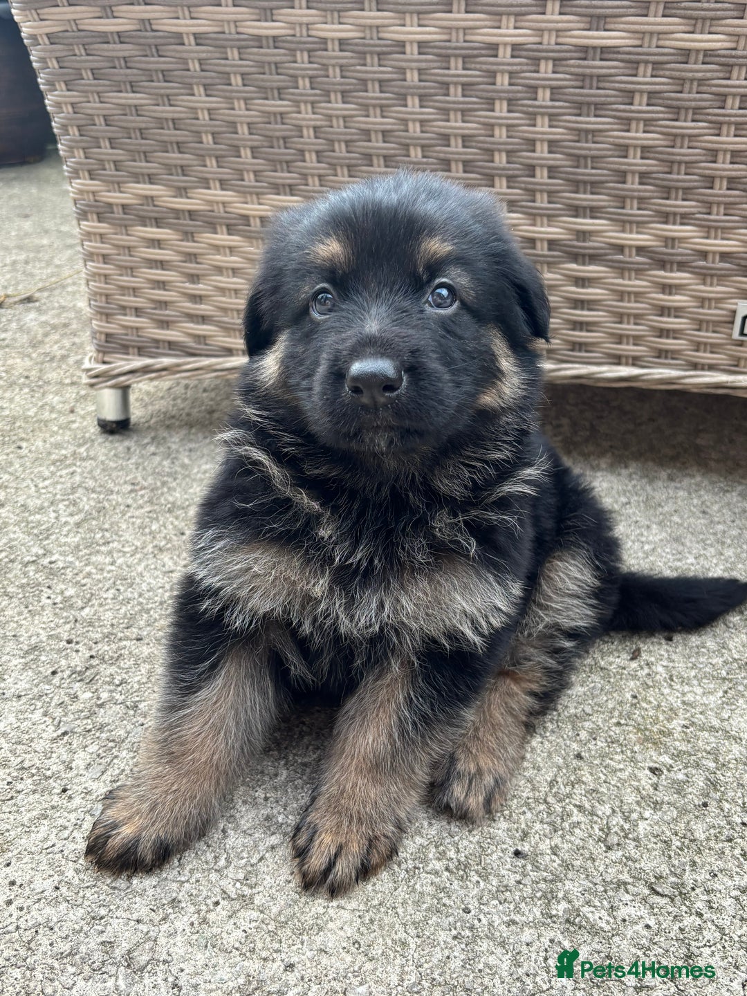 German Shepherd dogs for sale: Pure German Shepherd Puppies. - Image 7