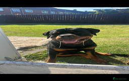 Rottweiler dogs for sale: Rottweiler  - Image 3