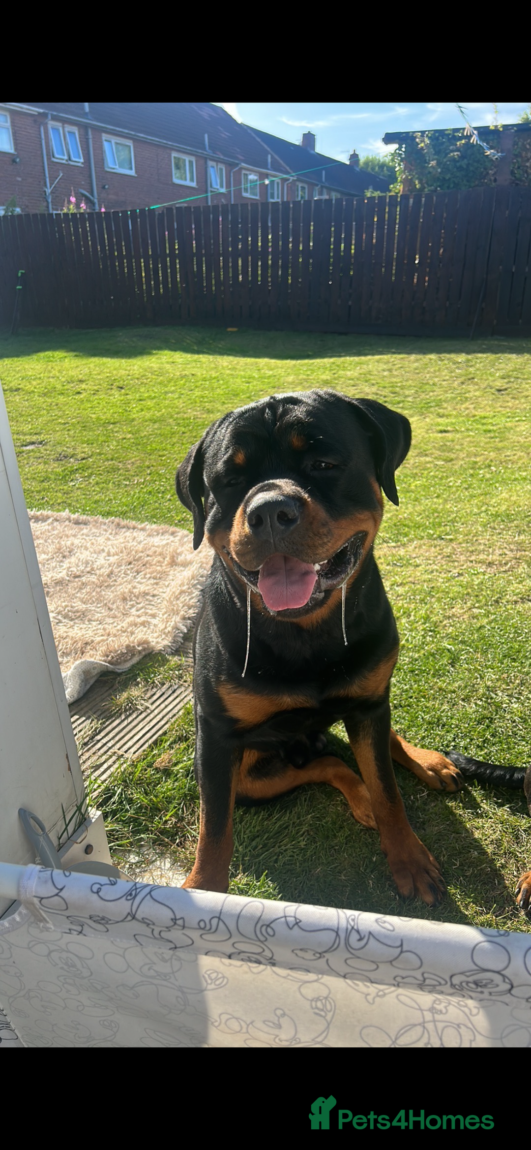 Rottweiler dogs for sale: Rottweiler  - Image 3
