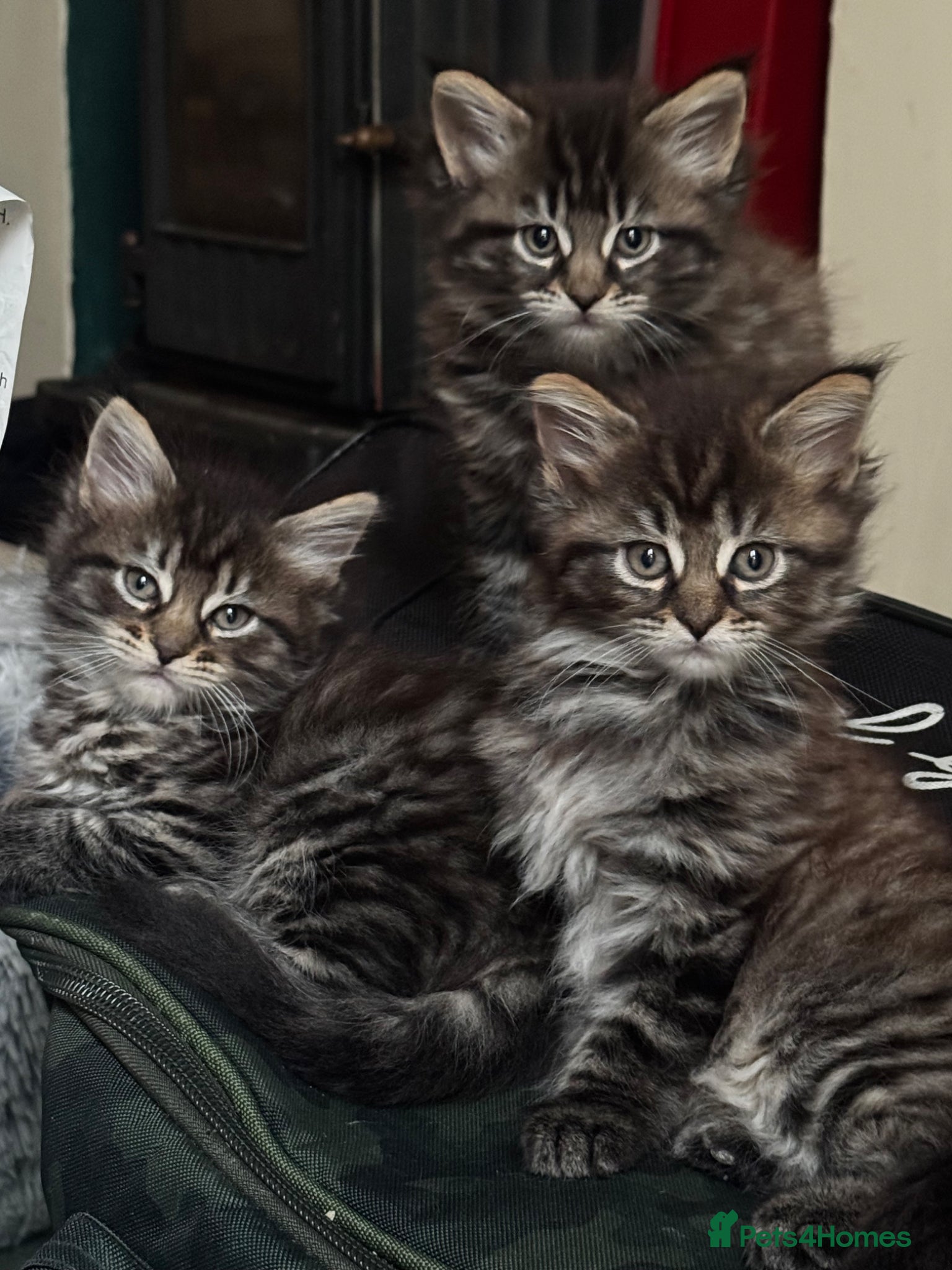 Maine Coon cats Gorgeous Maine Coon mix kittens - Advert 1