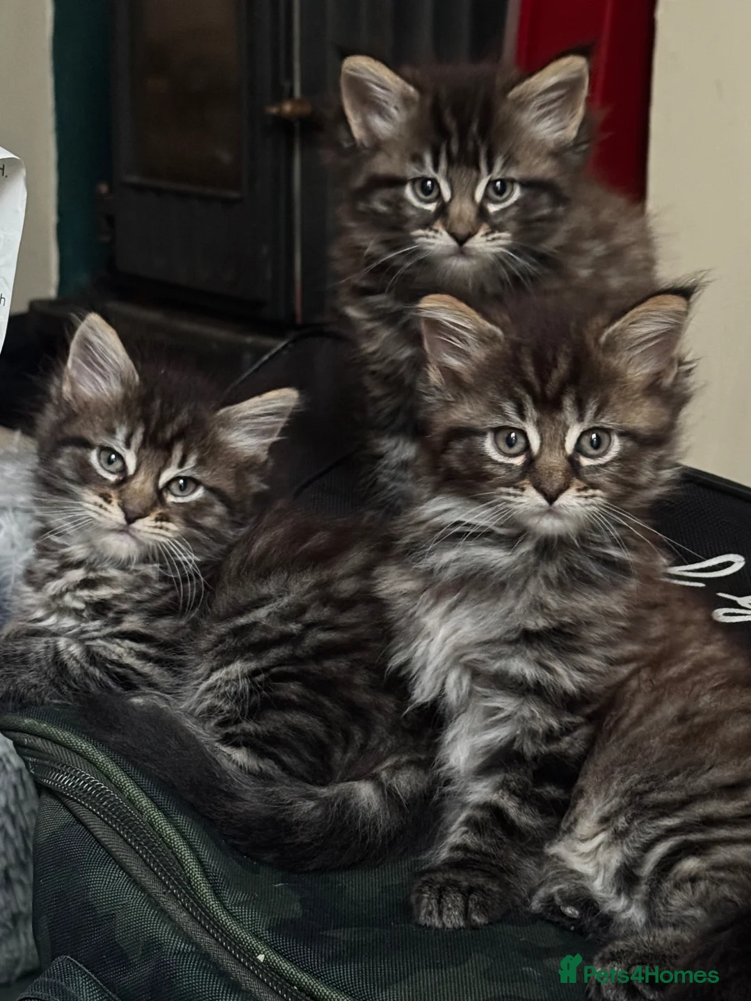 Maine Coon cats for sale: Gorgeous Maine Coon mix kittens - Advert 1