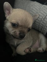 Chihuahua dogs - Advert 6