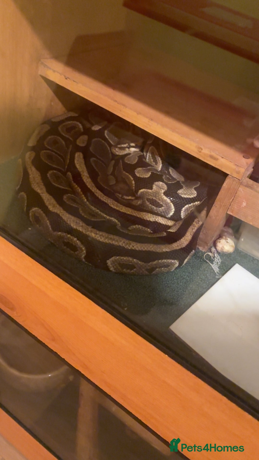 Python Snake reptiles for sale: Royal pythons  - Advert 2