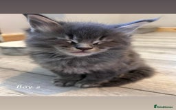 Maine Coon cats for sale: Mainecoon Kittens  - Image 23