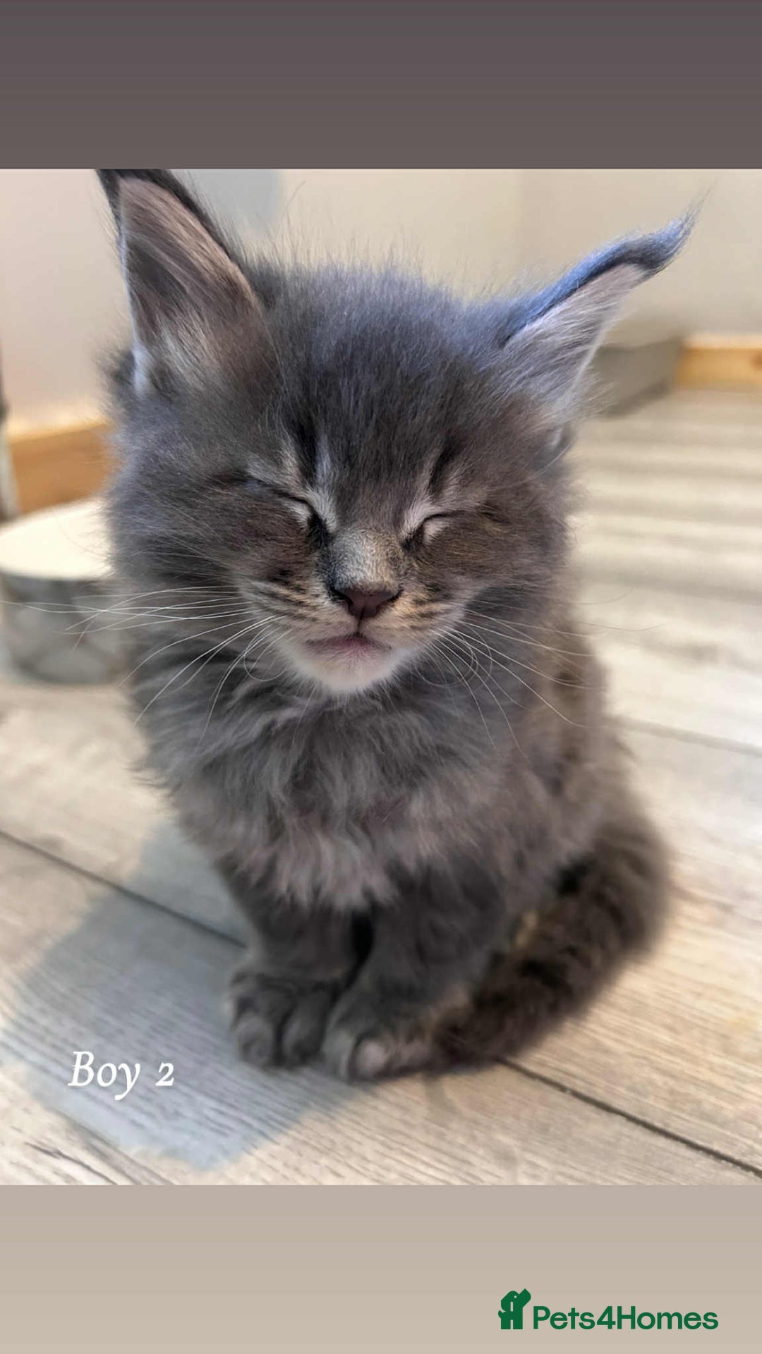 Maine Coon cats for sale: Mainecoon Kittens  - Image 23
