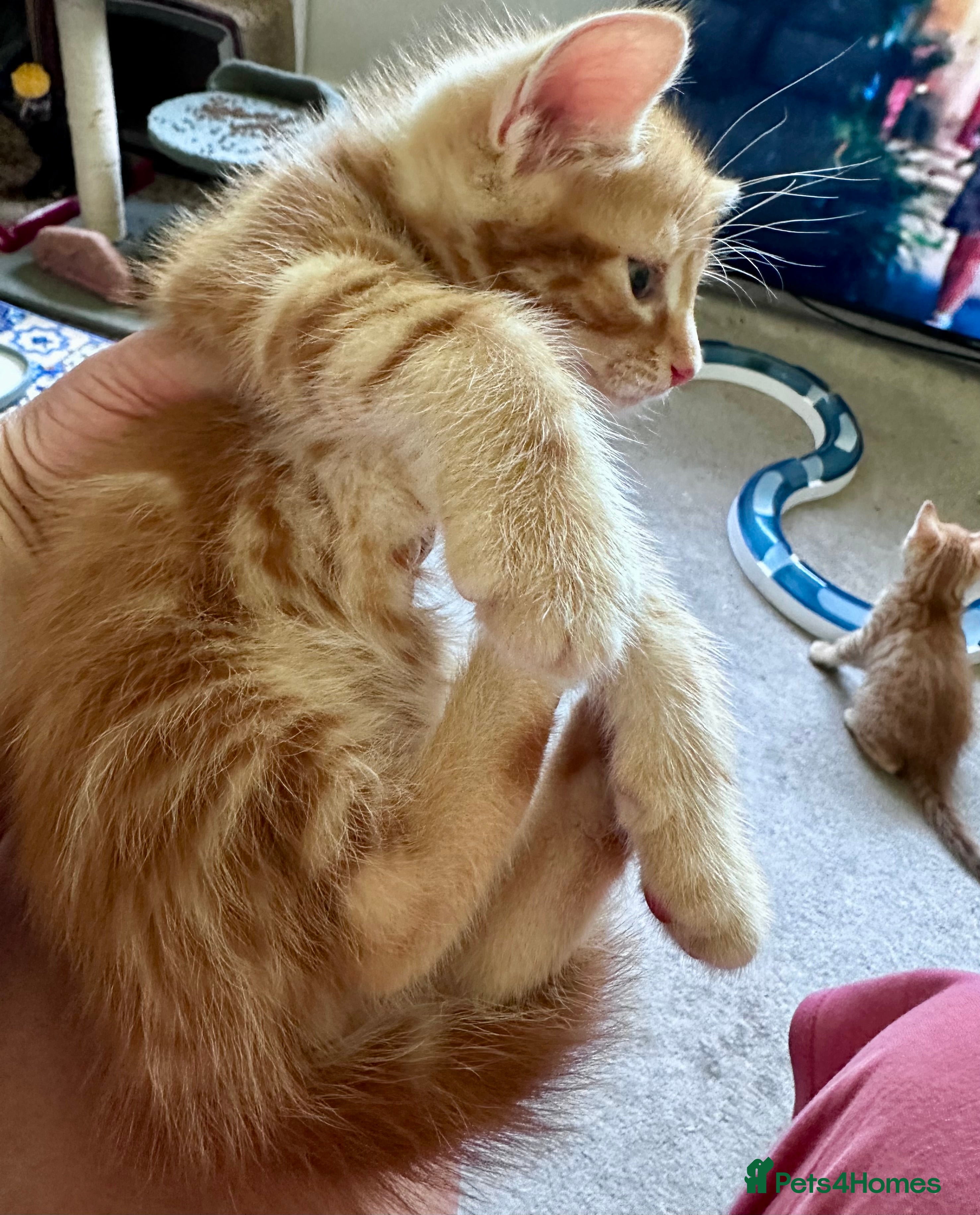 Mixed Breed cats Adorable bengal&tabby mix kittens  - Advert 2