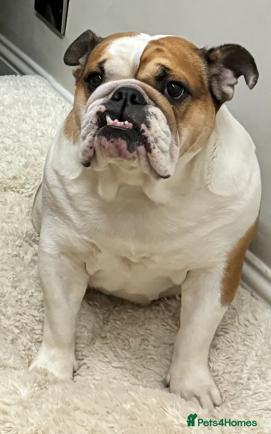 English Bulldog dogs for sale: Norma - Advert 3