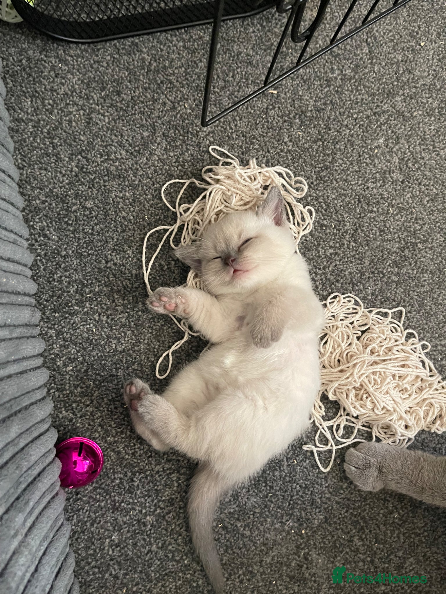 British Shorthair cats GCCF BSH Blue Colourpoint Kittens Rare - Advert 2