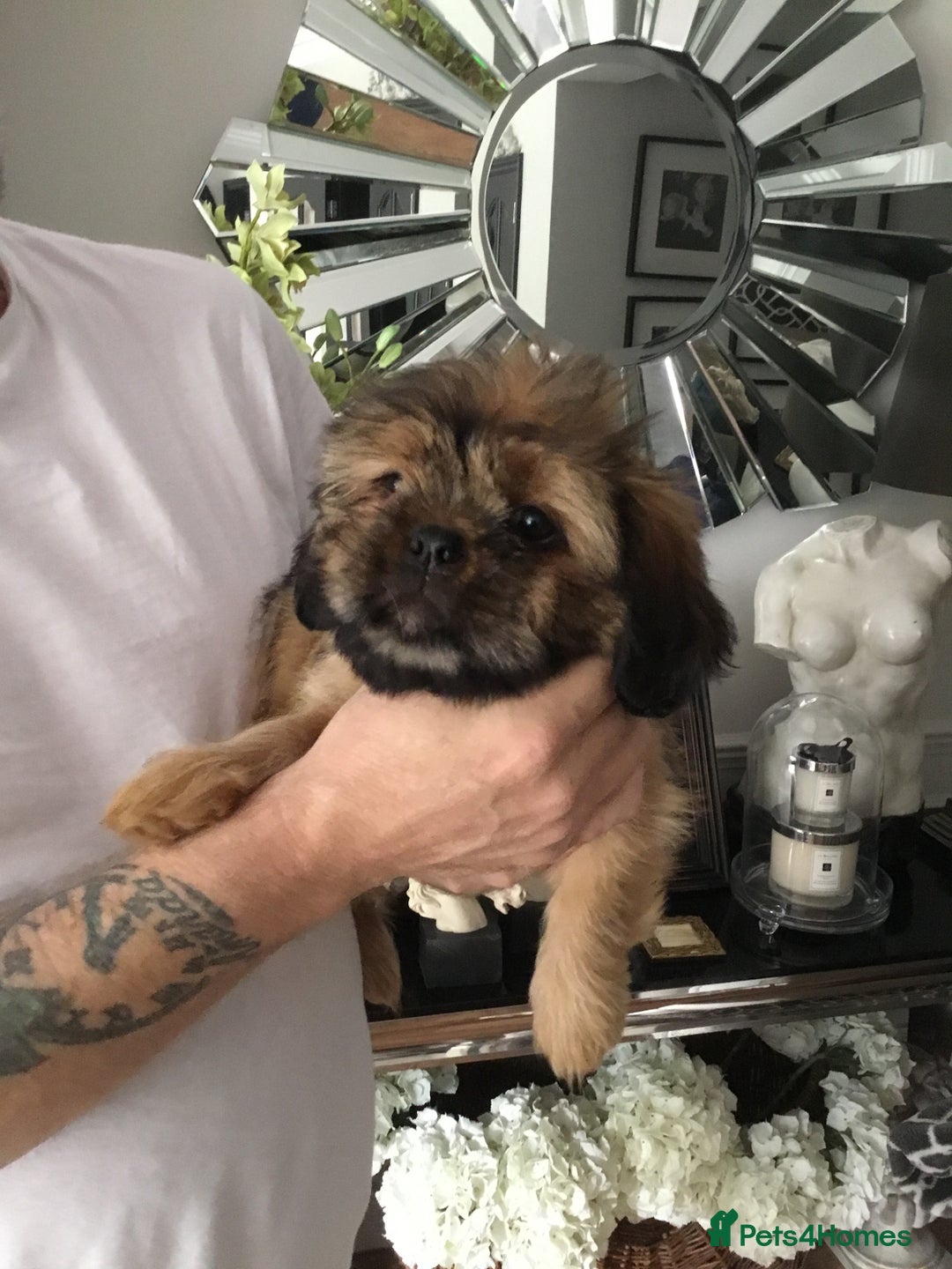 Shih Tzu dogs for sale: Tiny Imperial Shihtzu  Puppies  - Image 16