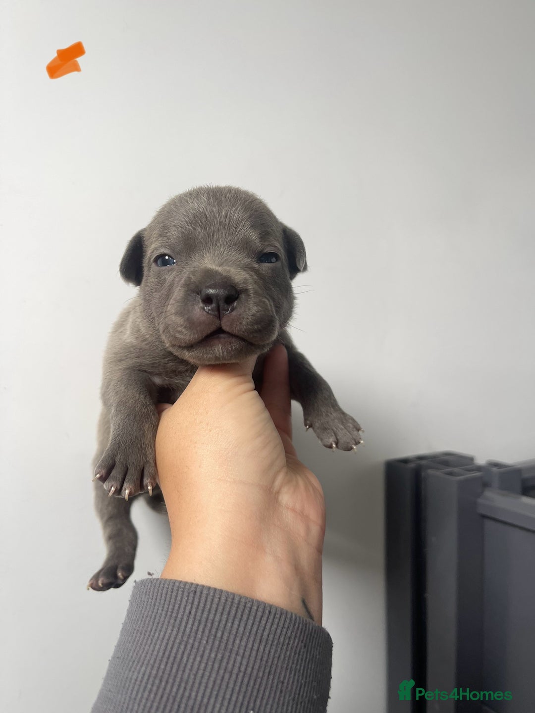 Staffordshire Bull Terrier dogs for sale: Staffordshire bull terrier puppies - Image 7