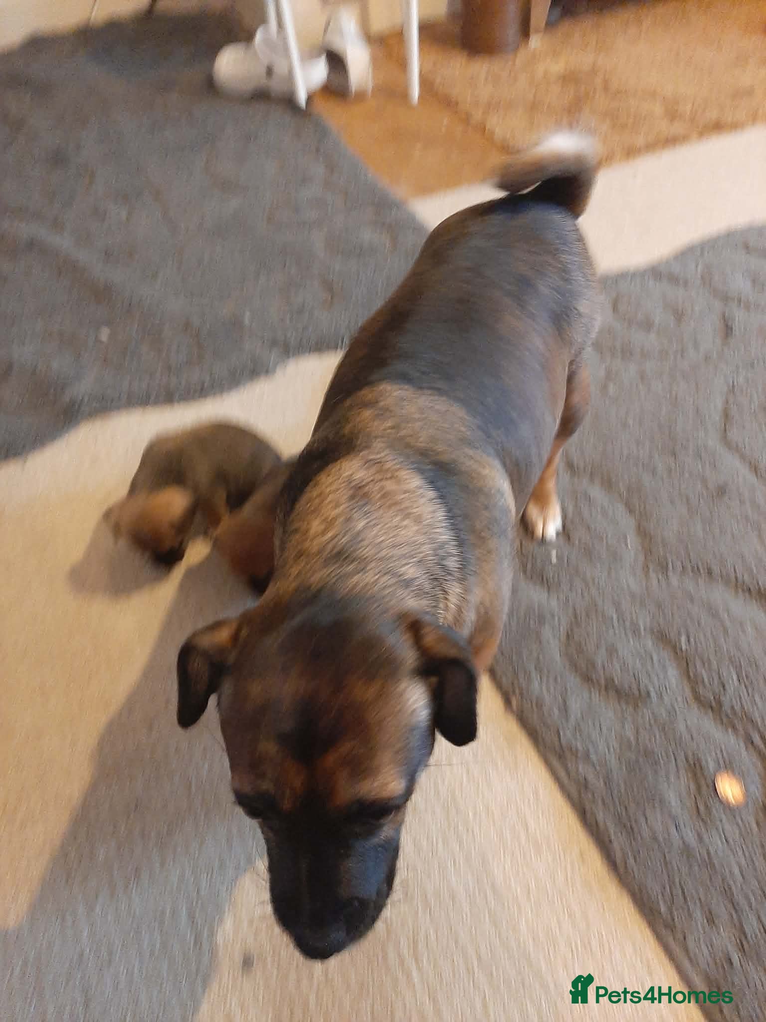 Jack Russell dogs For Sale  - Advert 3