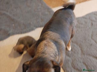 Jack Russell dogs For Sale - Advert 10