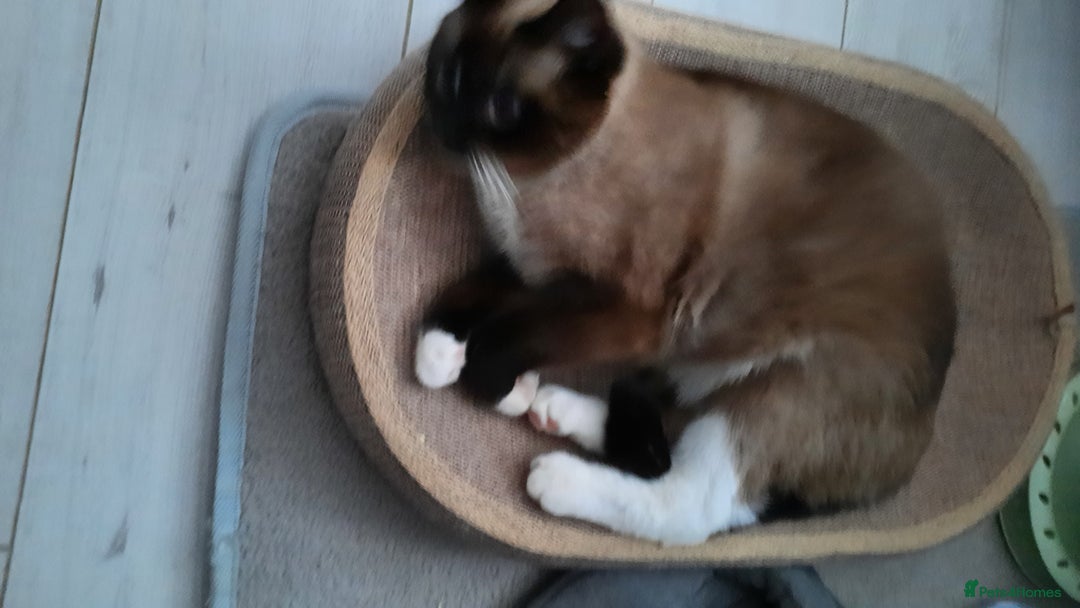 Mixed Breed cats for sale: Ragdoll x Persian  - Advert 3