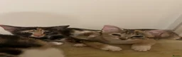 Mixed Breed cats for sale: 6 lovely female kittens.  - Advert 33