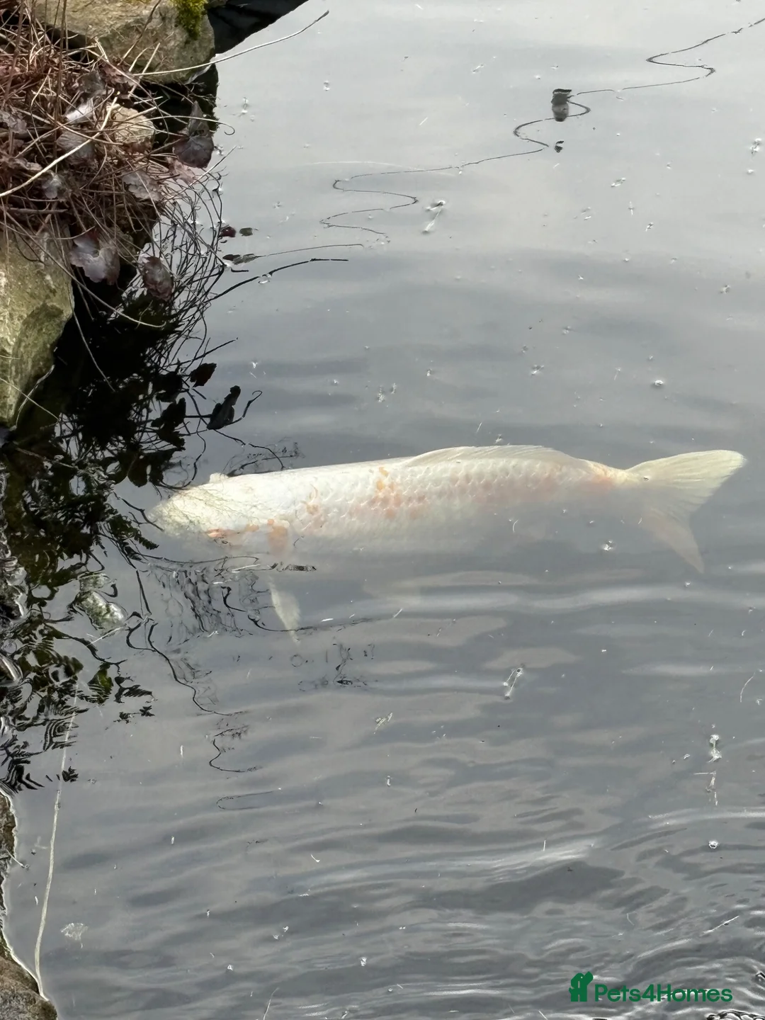 Koi Carp fish for sale: Koi and other fish for sale 30 in total in Northallerton - Advert 2