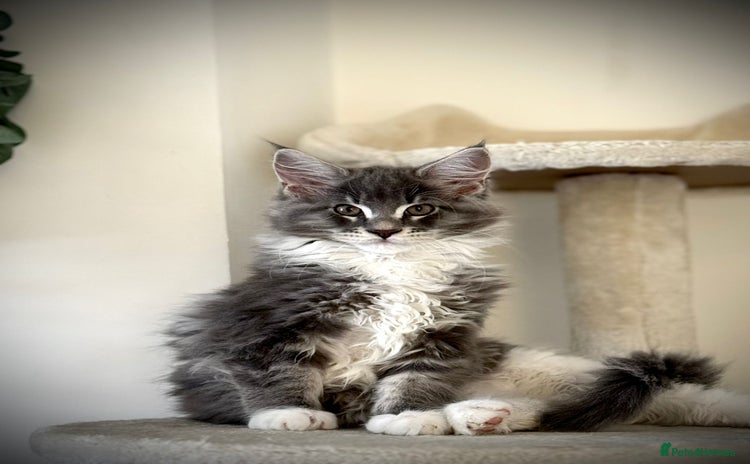 Maine Coon cats - Advert 8
