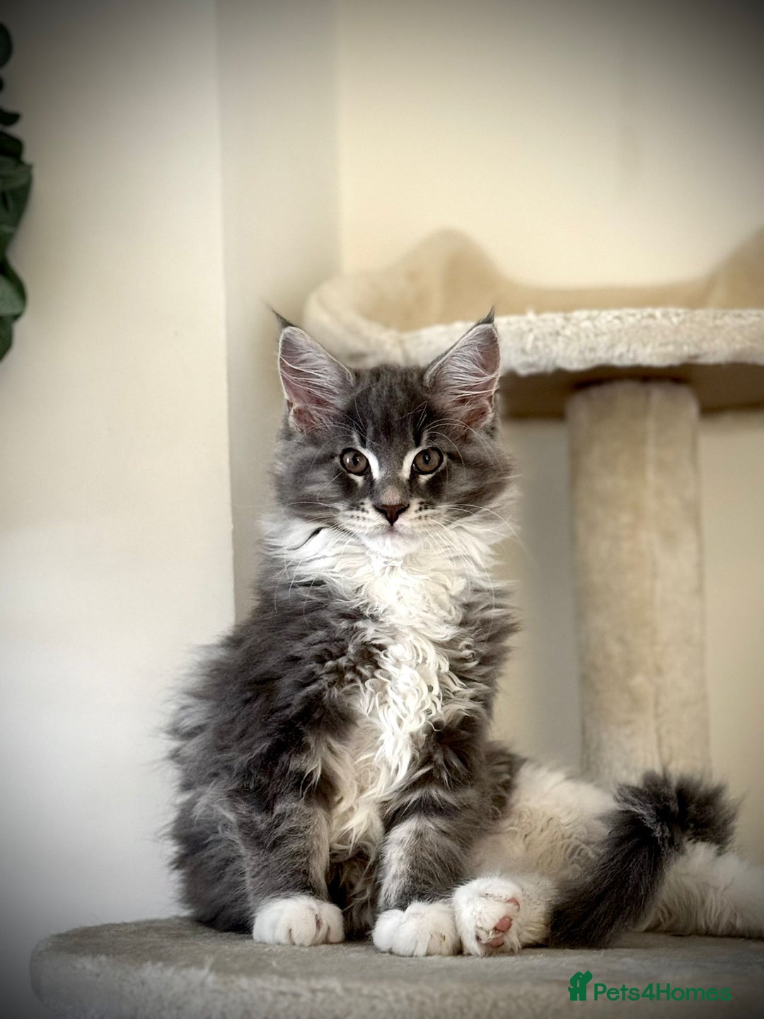 Maine Coon cats for sale: 🔔READY NOW🔔 KING-SIZE MAINE COON CUB - Image 1