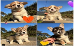 Welsh Corgi Pembroke dogs for sale: Champion Bloodline KC reg puppies - Image 1