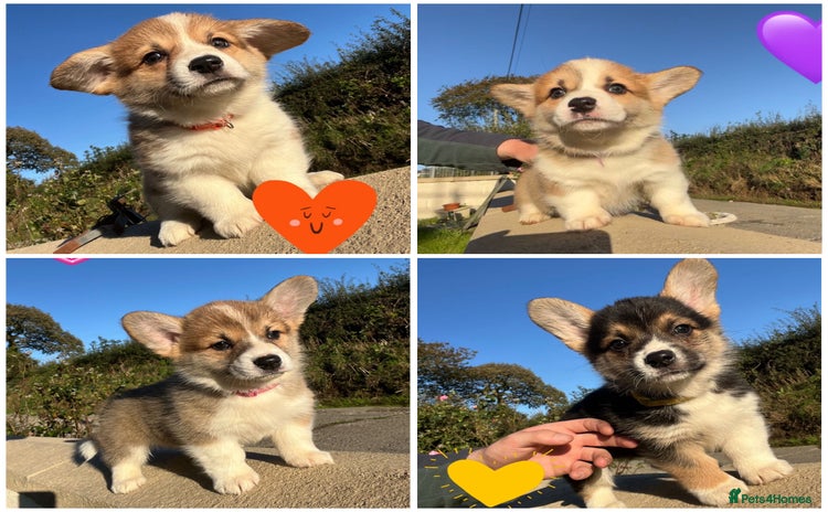 Welsh Corgi Pembroke dogs - Advert 2