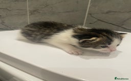 Mixed Breed cats for sale: 5 Mixed Breed Kittens for sale - Image 3