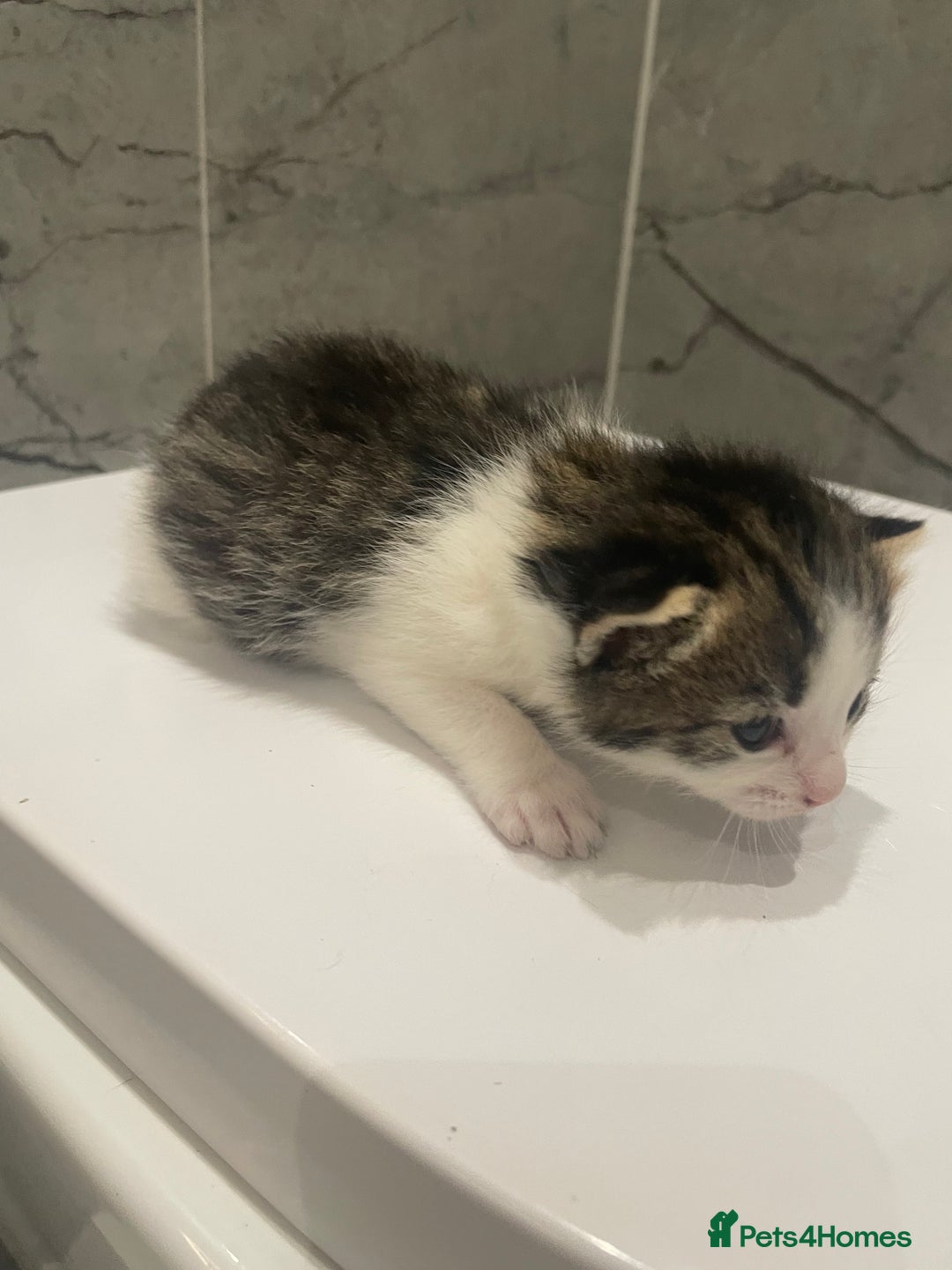 Mixed Breed cats for sale: 5 Mixed Breed Kittens for sale - Image 3
