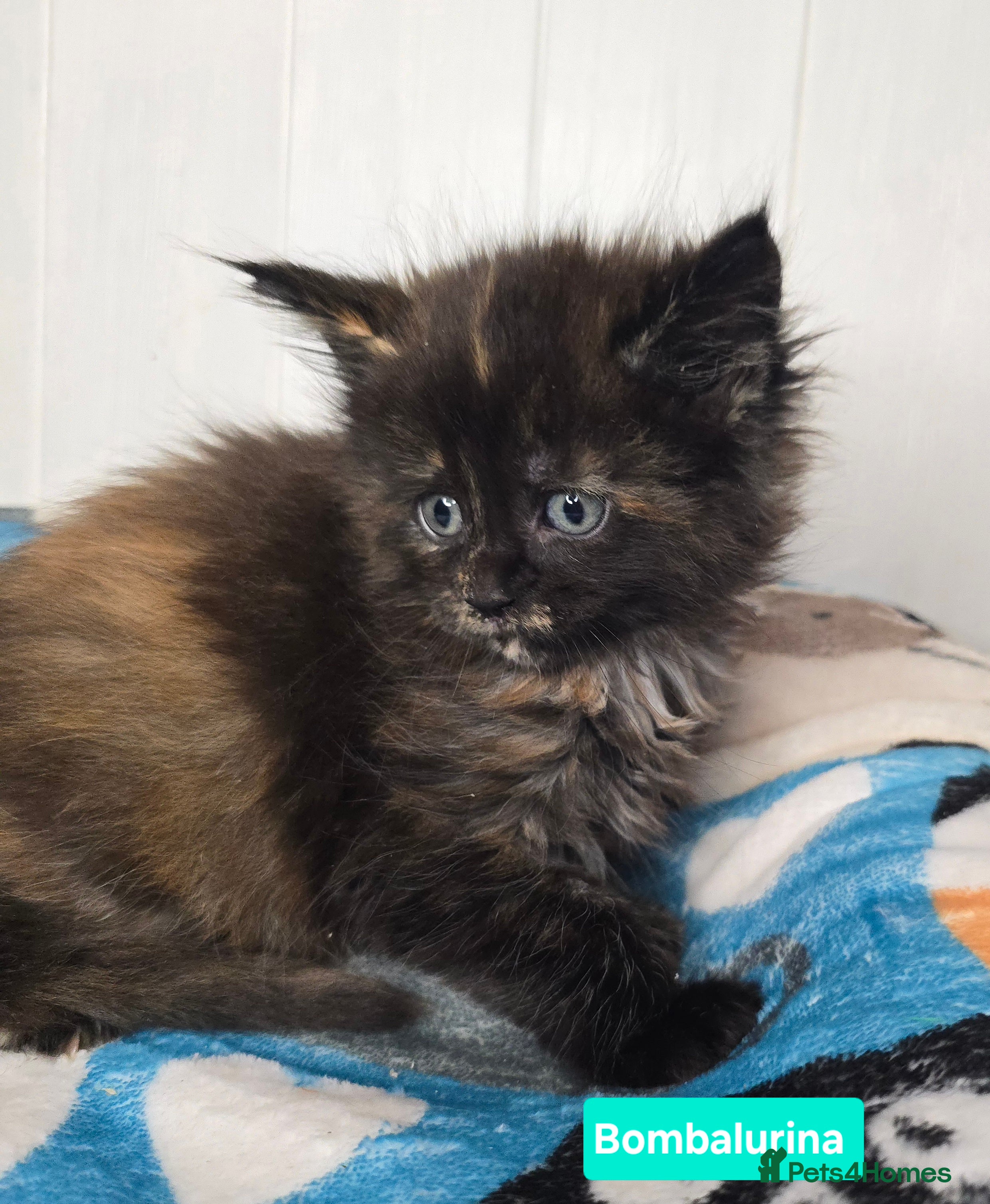 Maine Coon cats Amazing Large Purebred Maine Coon Kittens - Advert 6