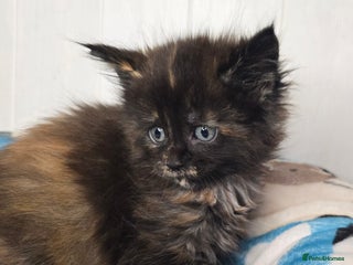 Maine Coon cats Amazing Large Purebred Maine Coon Kittens - Advert 6