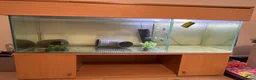 Axolotl reptiles for sale: Mixed pair of Axolotls with Tank - Advert 14